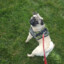 Pug mañoso :#