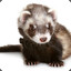 FerretFTW