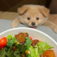 还不开饭