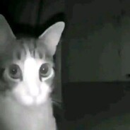 мертвая шалава