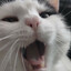 I Have No Mouth andI Must Scream