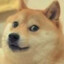 快乐的doge