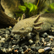 mazosistaksolotl