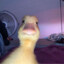 seymour muacks