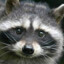 Friendly Racco0n