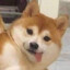 Shiba Inu