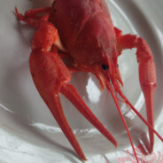 Maltuc<3🍌 ⛟🐐