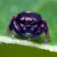 Salticidae