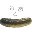 Mr juicy pickle!!