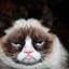 GrumpyCat