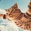 Flyingcat