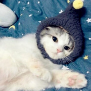 不关橙猫猫的事哦