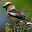 Chaffinch