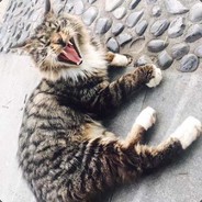 给我吃个烂分就好