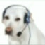 dog with headphones♿