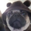 Pug_Daddy