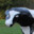 Mongcrete Cow
