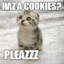 Can I haz A Cookie?