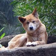 Dingo