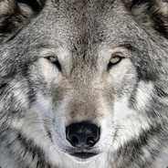 GreyWolf - steam id 76561197970381428