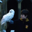 Snowy Owl