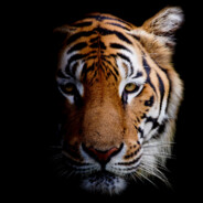 TiGeR mAN - steam id 76561197961194367