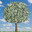 moneYTrees-