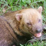 Cão do Mato