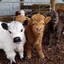 Three Small Cows