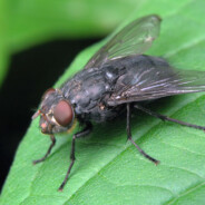 Хохлятская натура