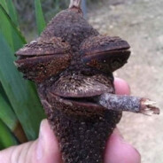 русские - геи