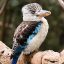 Kookaburra