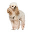 LittlePoodleNoodle
