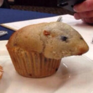 ♡♡♡chamsterek♡♡♡