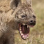 Hyena