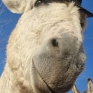 Master Sheff Enzo Gorlami Al-Gai