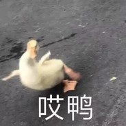 虾虾快追