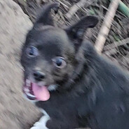 Korkit