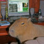 Capybara player