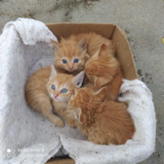 Chmostar - steam id 76561198112234401