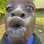 sir willy wanker the third