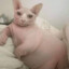 Fat cat(real)