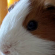 артур пидарок