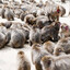 Approximately 68 Monkeys
