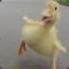 galloping_ducky