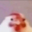pollo
