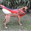Dog Honda