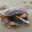 Frustrated Crustacean