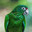 PARROT