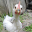 The last Ethiopian chicken